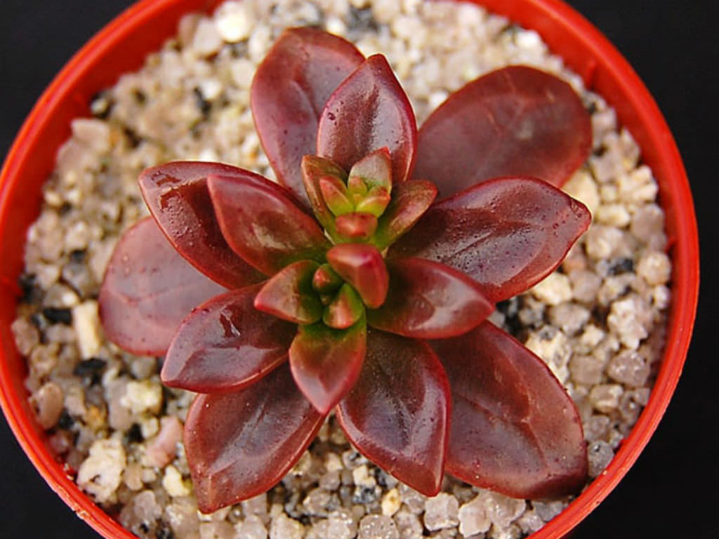 Echeveria-compressicaulis3.jpg
