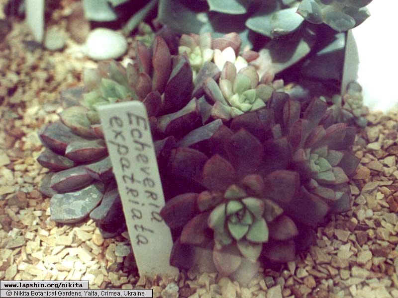 Echeveria-expantriata-3530-19-2002.jpg