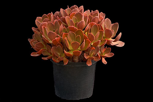 echeveria-fasiculata-lg.jpg