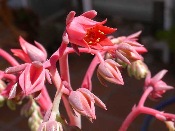 Echeveria.jpg