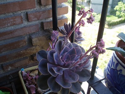 echeveria.jpg