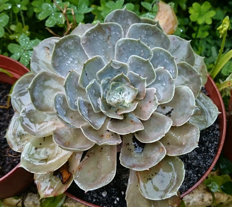 echeveria.jpg