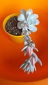 echeveria.jpg