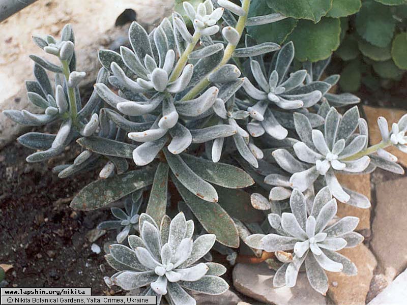 Echeveria-leucotricha-3730-27-2003.jpg