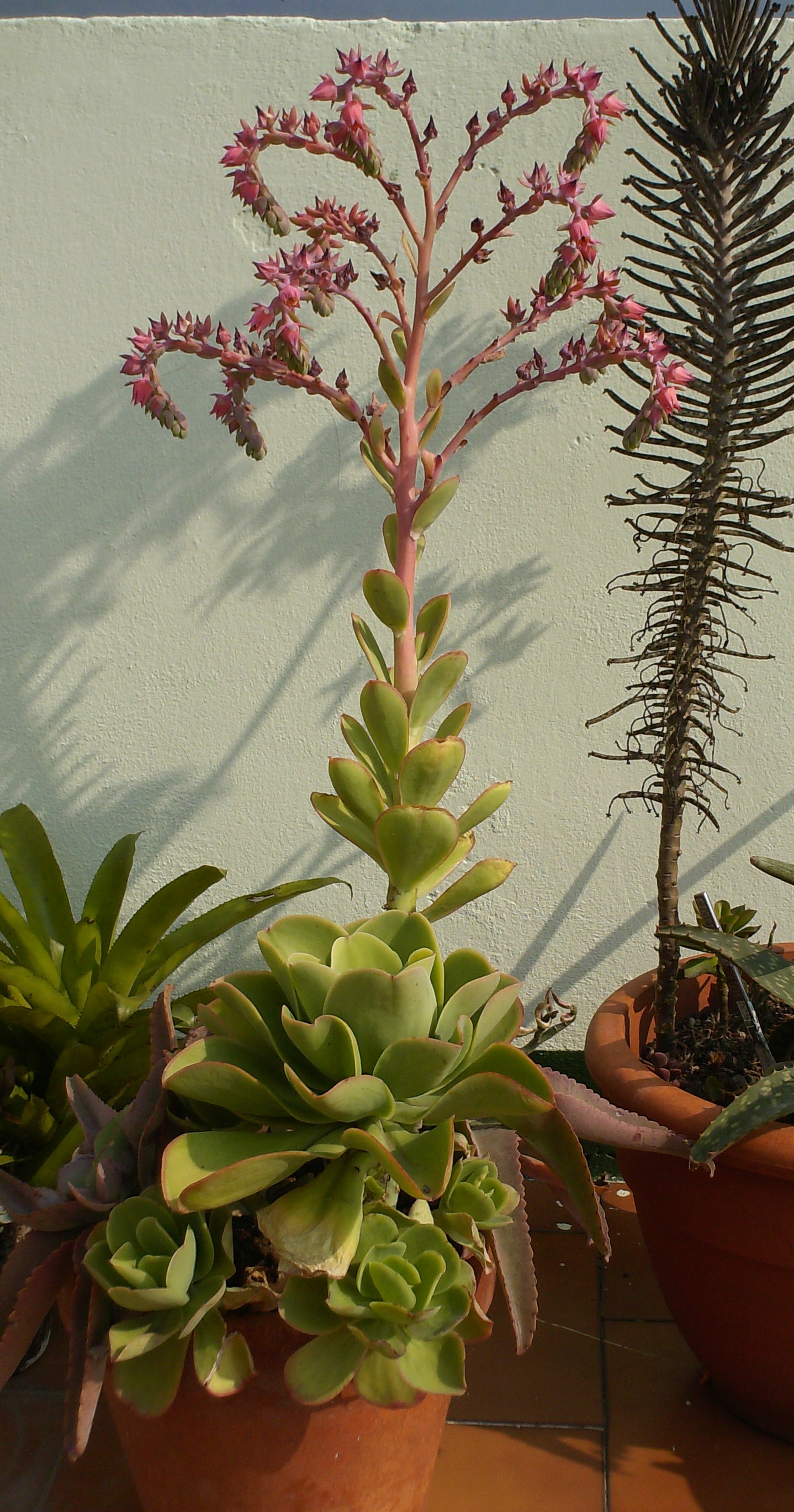 echeveria-pallida.jpg