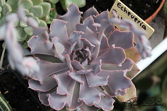 echeveria+pink+frills+canon+eos+1100d+6+junio+2012+(3).JPG