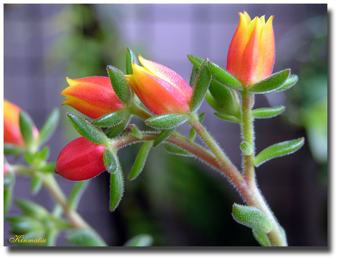 Echeveria.pulvinata.jpg