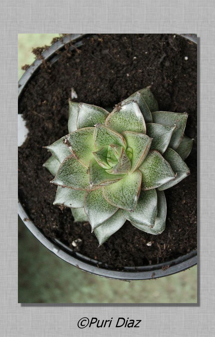 echeveria+purpusorum+23+abril+2012+pedido+a+megu+canon+eos+(11).JPG