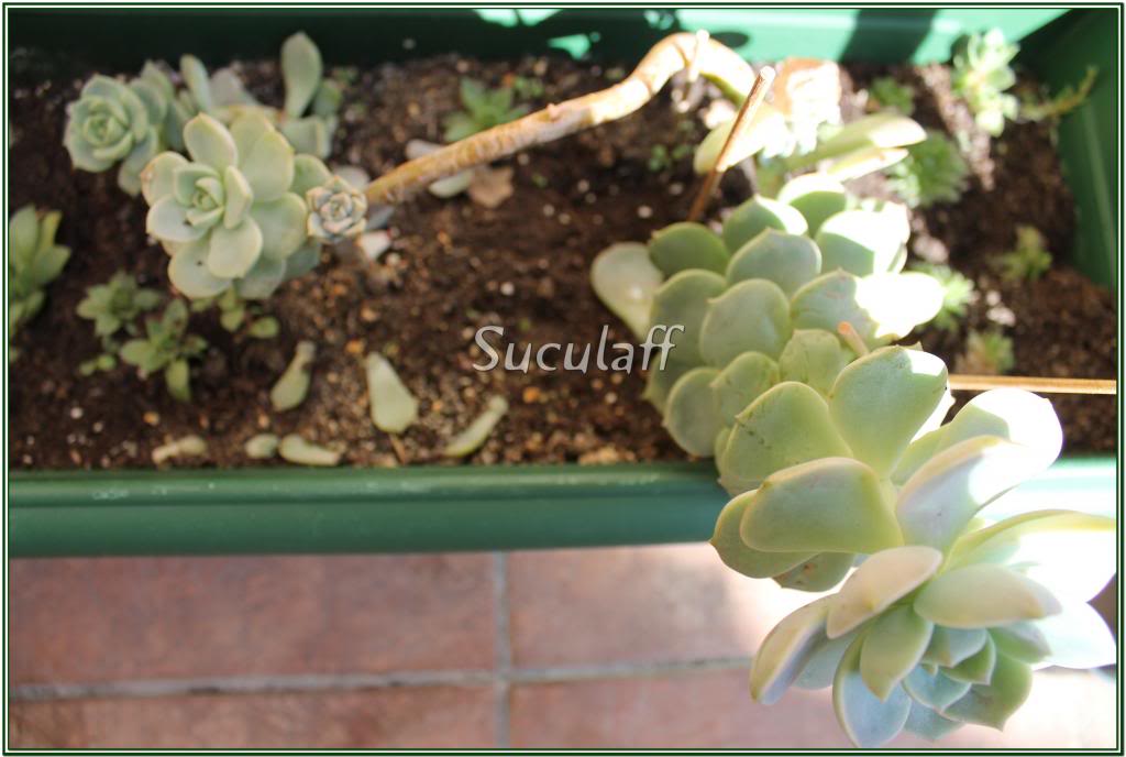 Echeveria-Rosadealabastro114_zpsb647f92c.jpg
