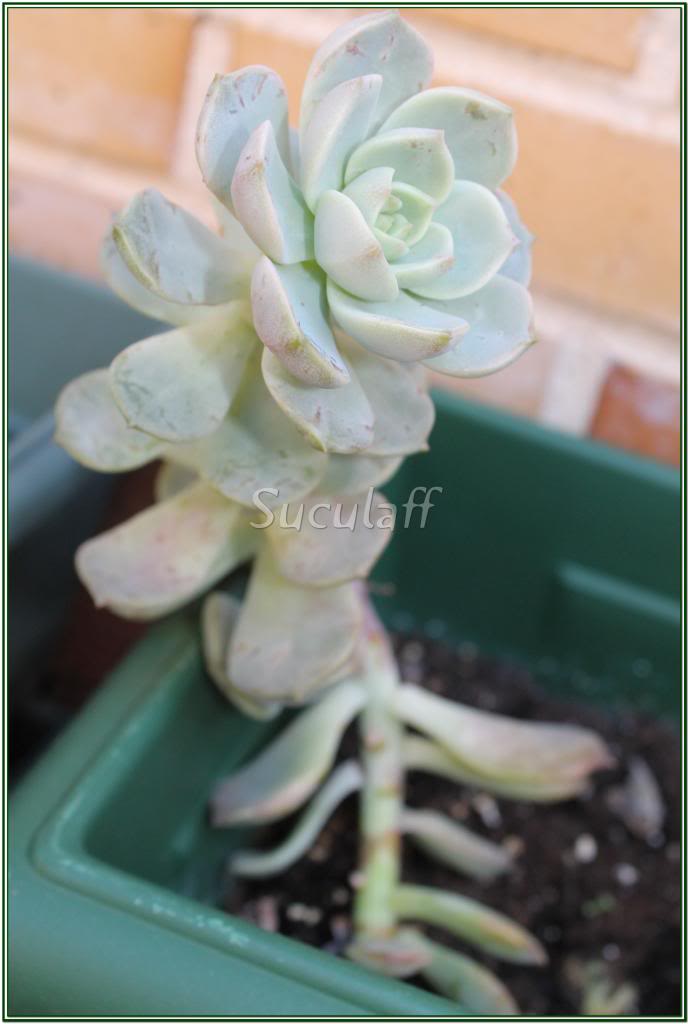 Echeveria-Rosadealabastro121_zps4c5c4538.jpg