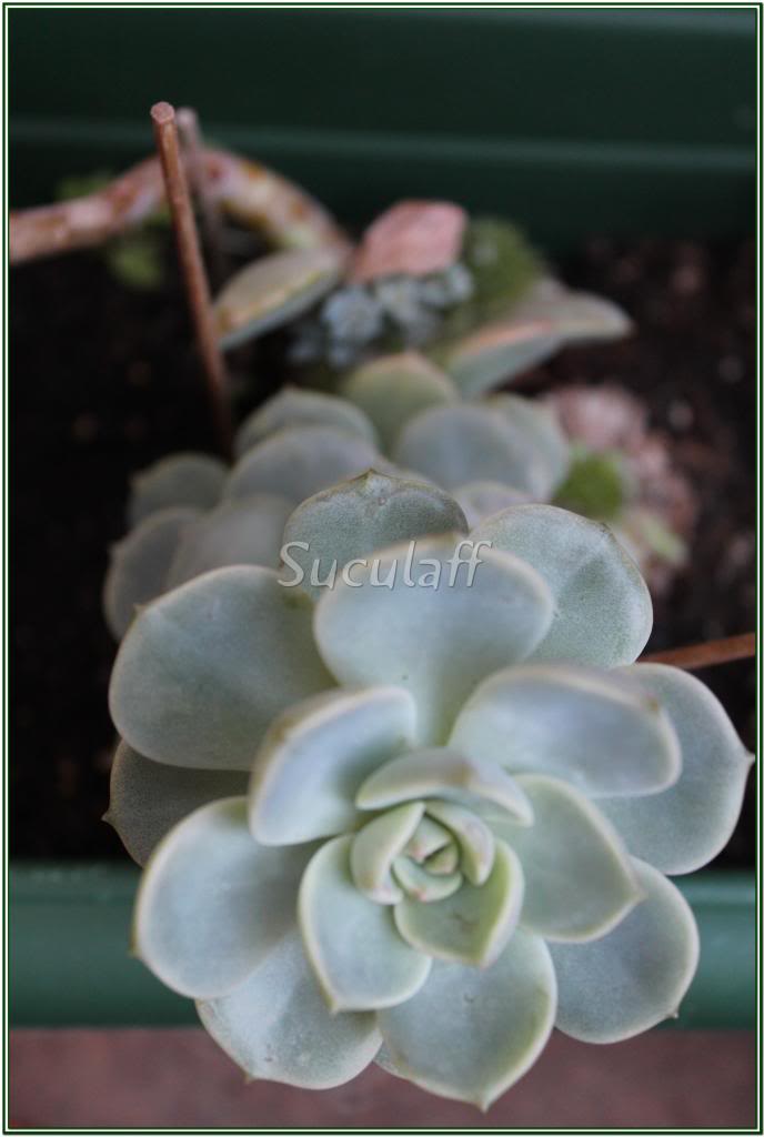Echeveria-Rosadealabastro15_zps0e041d94.jpg