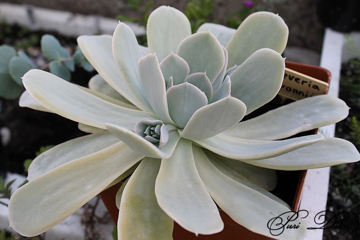 ECHEVERIA+RUNYONII+(1).JPG