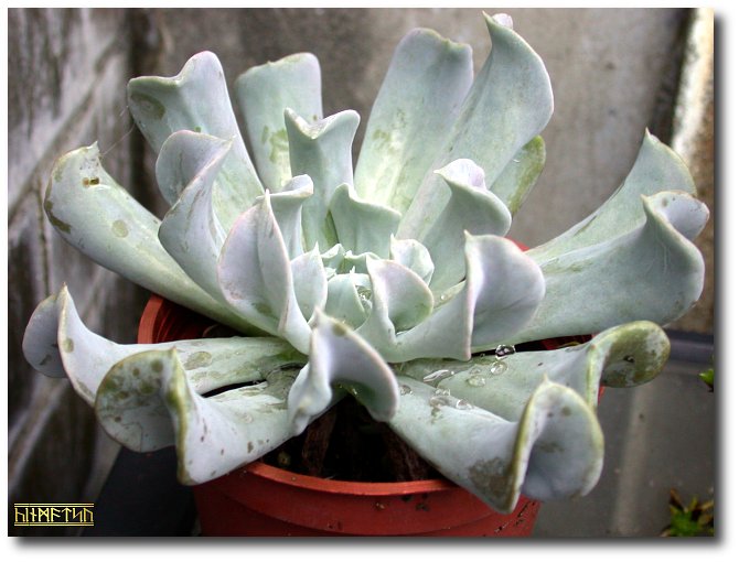 Echeveria.runyonii.jpg