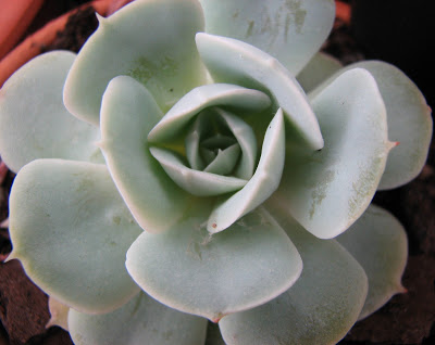 echeveria+runyoniiv+rosa+macabeana.jpg