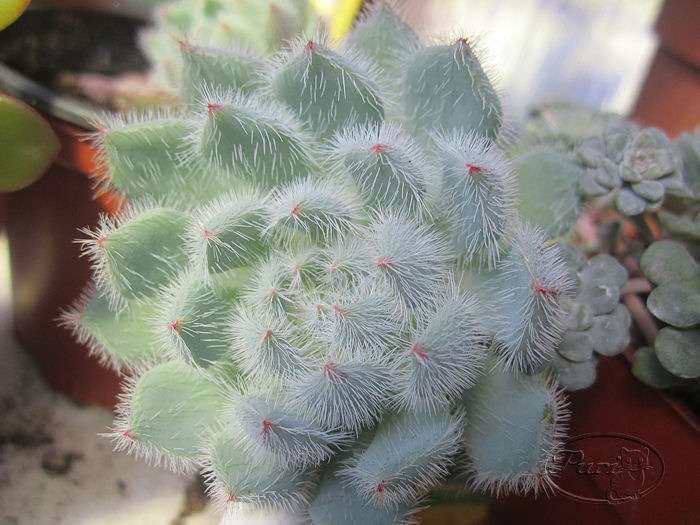 echeveria+setosa.JPG