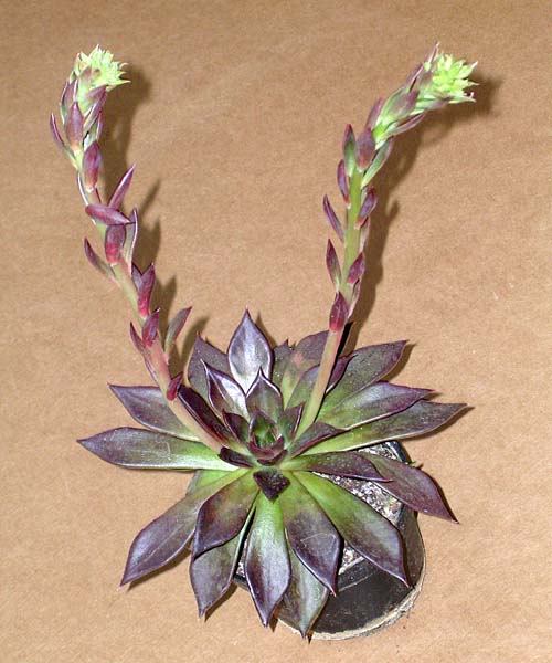 Echeveria-X-agavoides-cv.Black-Prince-liho2004.jpg