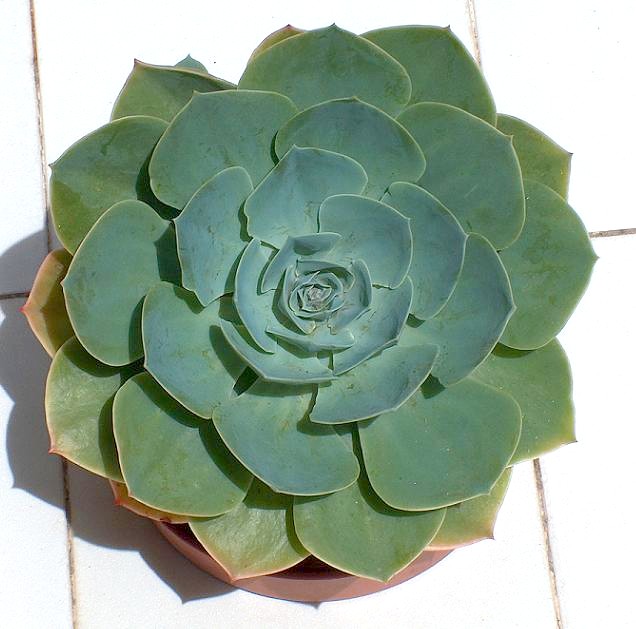 Echeveria1.jpg