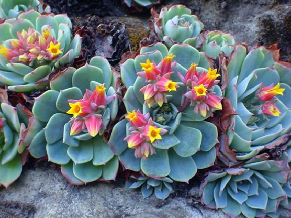 Echeveria1.jpg