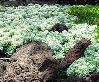 echeveria1.jpg