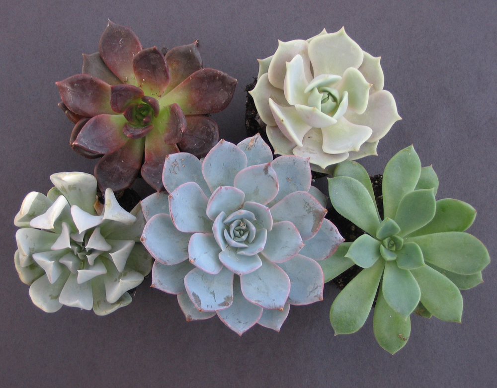 Echeveria1_52605.JPG