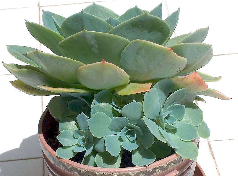 Echeveria2.jpg