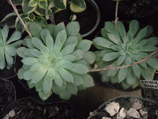 echeveria2.JPG