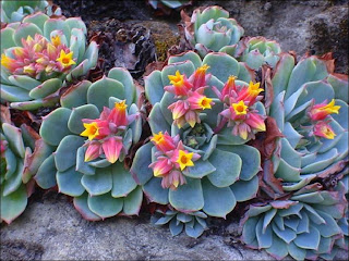 echeveria3.jpg