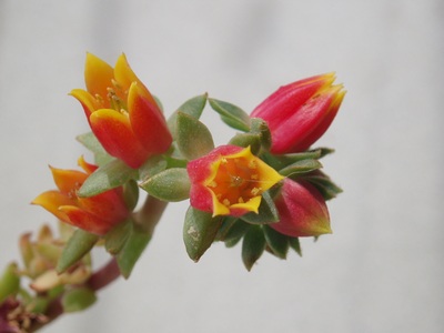 Echeveria5.jpg