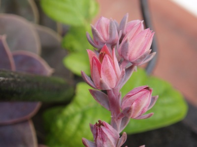 echeveria6.jpg