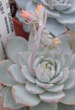 Echeveria_desmetiana.jpg