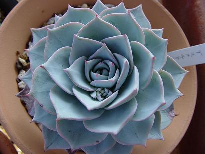 echeveria_desmetiana.jpg