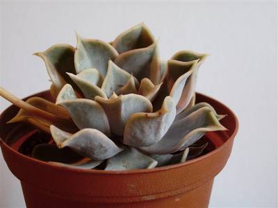 Echeveria_lilacea_2_1.jpg