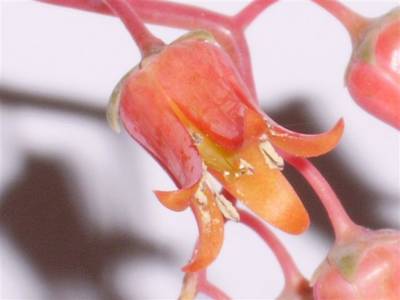 Echeveria_lilacea_fores1.jpg