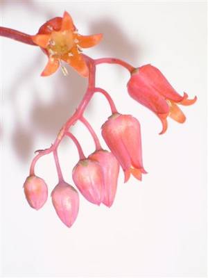 Echeveria_lilacea_fores_5_1.jpg