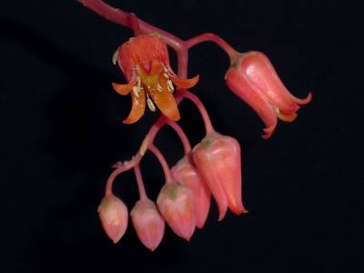 Echeveria_lilacea_fores_8_1.jpg