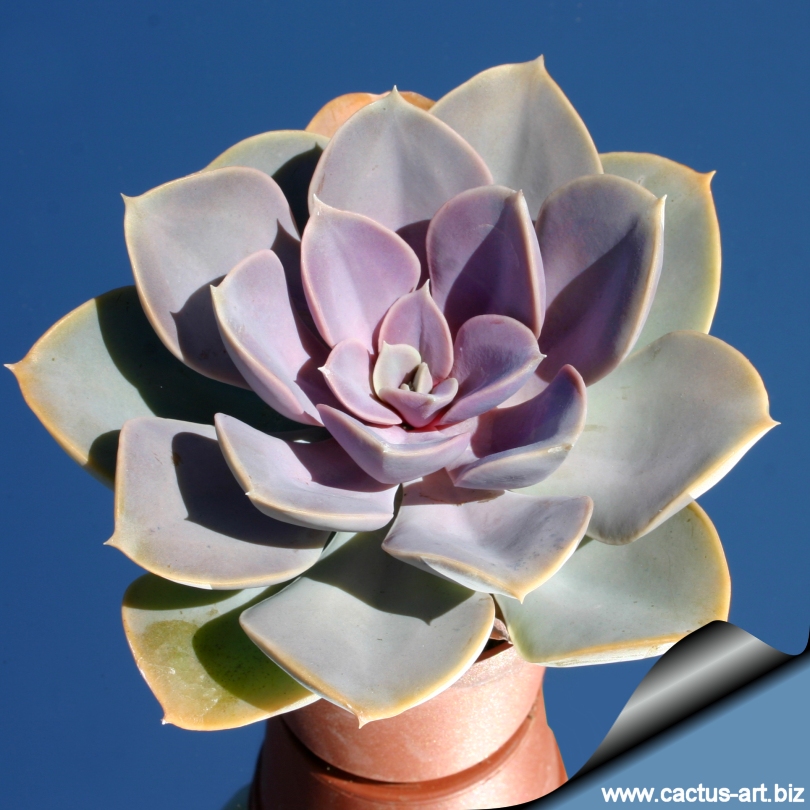 Echeveria_perle_von_nurnberg_810.jpg