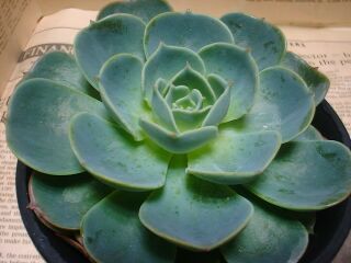 echeveria_secunda.jpg
