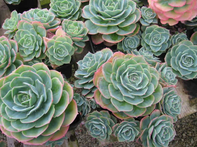 echeveria_secunda_glauca.JPG