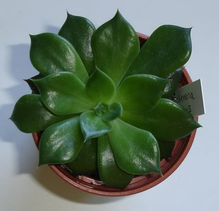 echeveriaaffinis10_2008.jpg