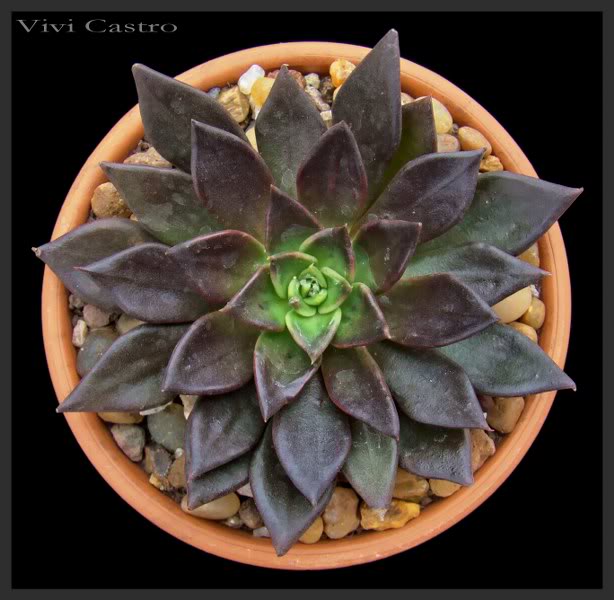 EcheveriaaffiniscvBlackprince_614x6.jpg