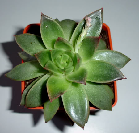 echeveriaagavoides02_2008-1.jpg