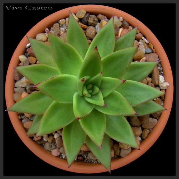 Echeveriaagavoides_601x600.jpg