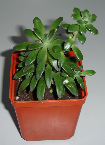 echeveriaballsii02_2008.jpg