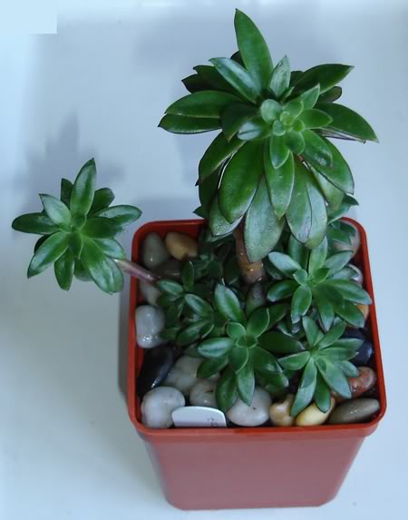 echeveriabalsii10_2008.jpg