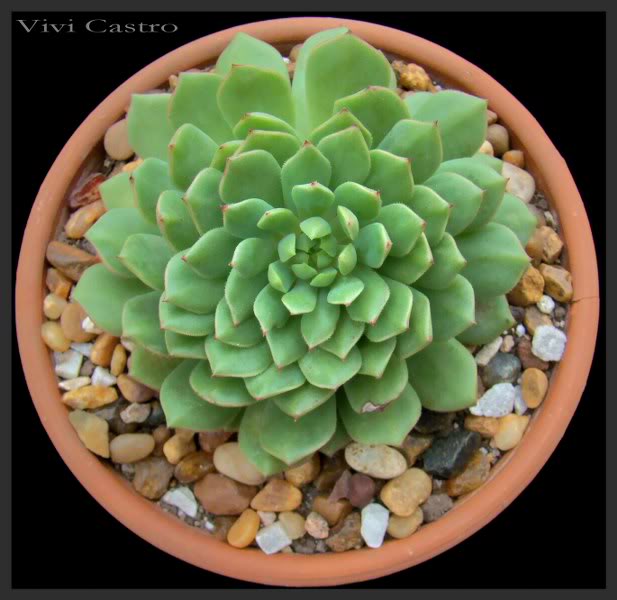 Echeveriabouquetorange_617x600.jpg