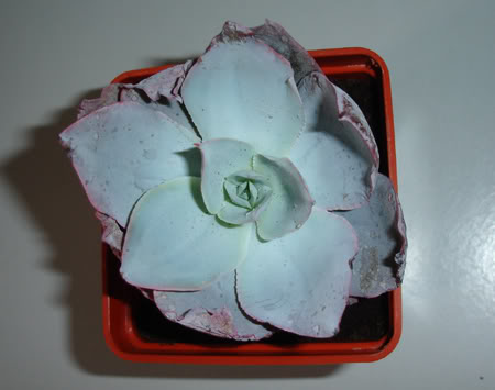 echeveriacante04_2008a.jpg