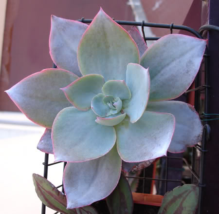 echeveriacante05_2008a.jpg