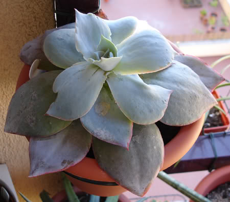 echeveriacante06_2008a.jpg