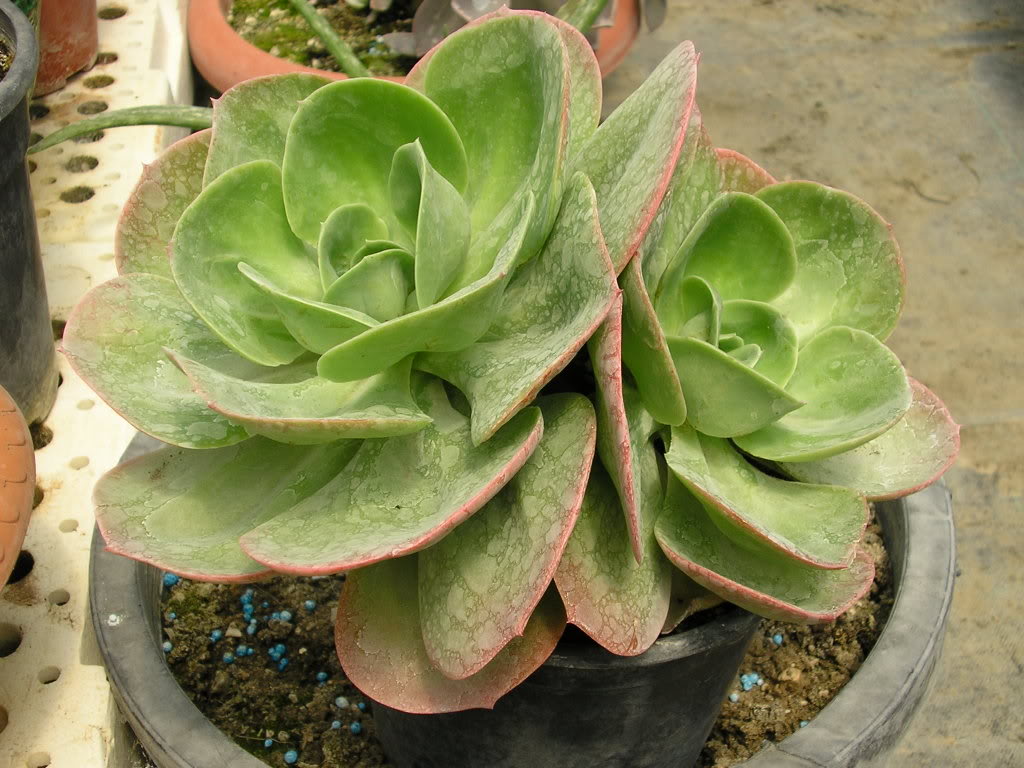 echeveriacapri.jpg
