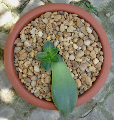 echeveriacarnicolor07_2008.jpg